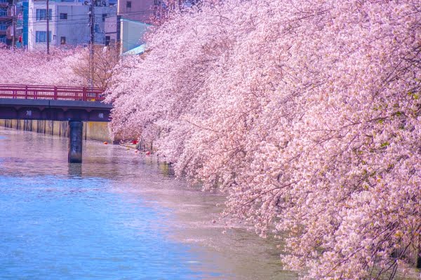 大岡川プロムナードの桜, 横浜, 神奈川