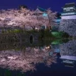 福岡城・舞鶴公園｜2024年桜の見頃・開花状況・ライトアップ・料金・アクセス・駐車場は？