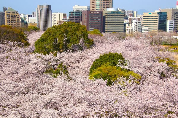 桜, 福岡城, 舞鶴公園, 福岡
