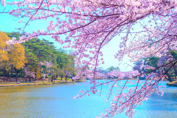 大宮公園, 桜, さいたま市, 埼玉