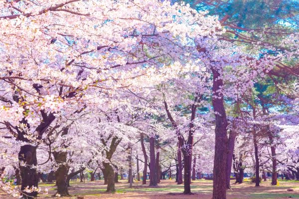 大宮公園, 桜, さいたま市, 埼玉