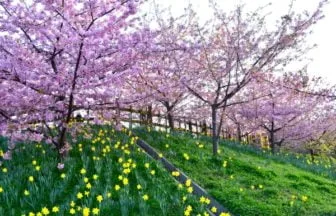 山口・上関町 上関城山歴史公園の河津桜と水仙