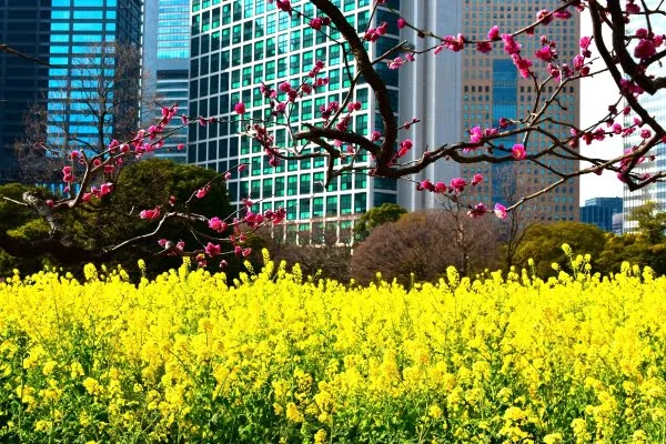 東京都中央区 浜離宮恩賜庭園の菜の花と梅の競演