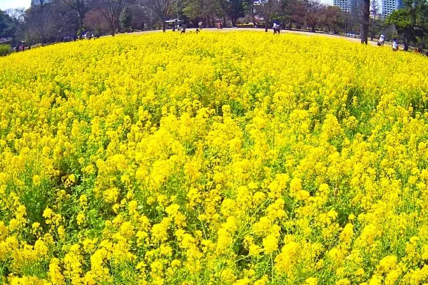 東京都中央区 浜離宮恩賜庭園の菜の花の見頃時期に広がる黄色い絨毯