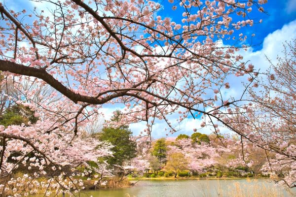 三ツ池公園, 桜, 横浜市, 神奈川
