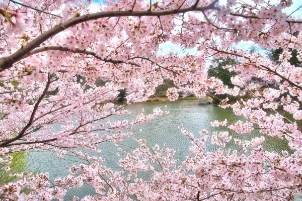 三ツ池公園, 桜, 横浜市, 神奈川