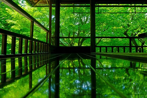 瑠璃光院, 床もみじ, 新緑, 八瀬, 京都