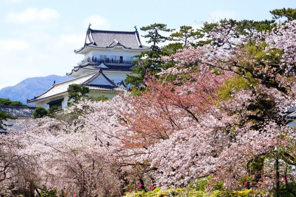 小田原城, 桜, 神奈川