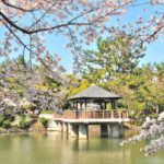 鶴舞公園（名古屋）｜2024年桜の見頃・開花状況・ライトアップ・アクセス・駐車場は？