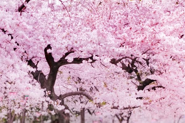 鶴舞公園の桜, 名古屋, 愛知