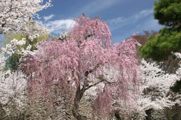 小諸城址懐古園の桜