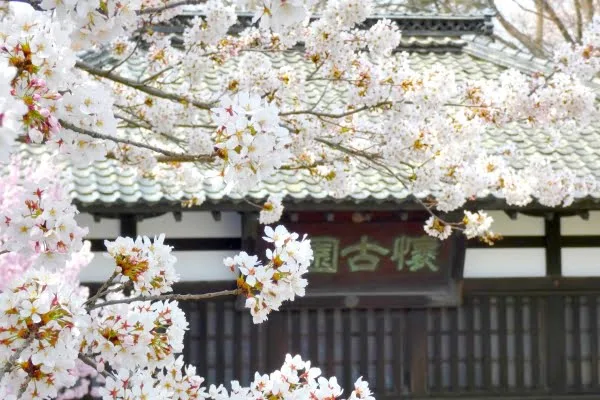 小諸城址懐古園の桜2026