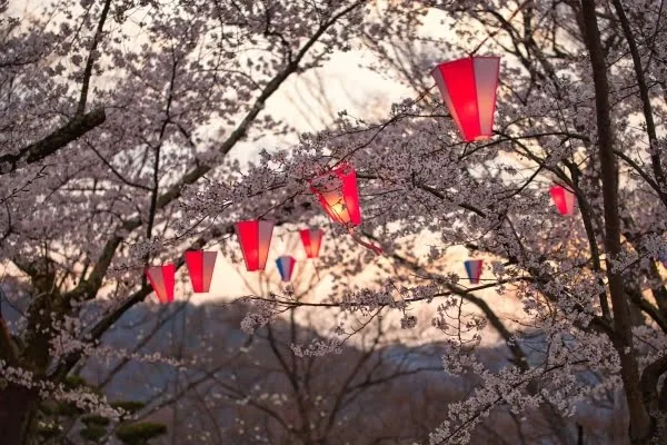 小諸城址懐古園の桜