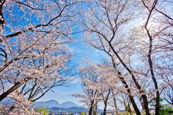 小諸城址懐古園の桜