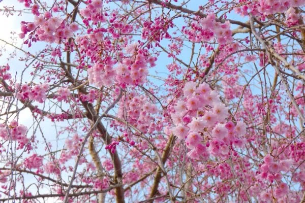 小諸城址懐古園の桜