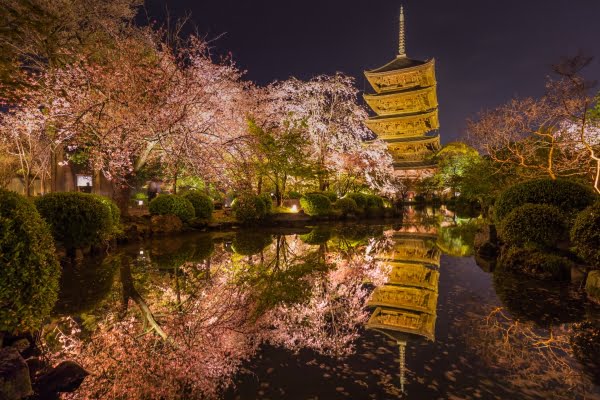 東寺, 桜, 京都, ライトアップ