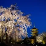 東寺「春の夜間特別拝観」｜2024年桜の見頃・開花状況・ライトアップ・拝観料・アクセス・駐車場は？