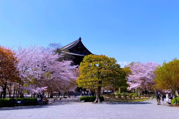 東寺, 京都, 桜