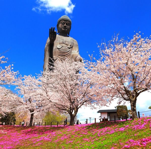 牛久大仏, 茨城, 桜
