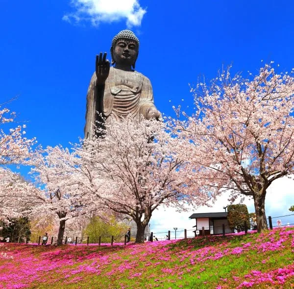 茨城県牛久市 浄土庭園を色鮮やかに染め上げる濃いピンクの芝桜と桜の美しいコラボレーション