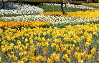 国営ひたち海浜公園のスイセン2026