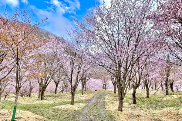 桜峠, 北塩原村, 福島