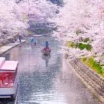 富山・松川公園の桜｜2024年桜の見頃・開花状況・ライトアップ・アクセス・駐車場は？