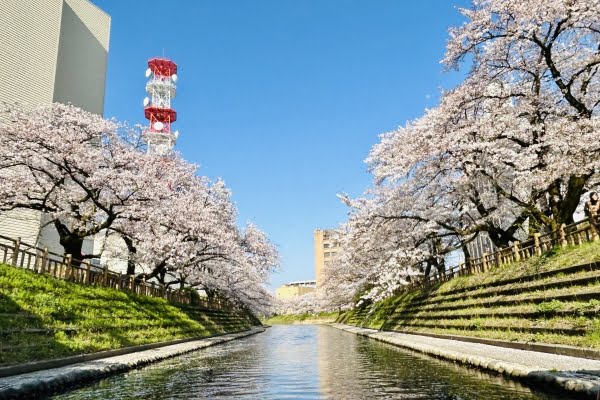 松川公園, 松川べり, 桜, 富山