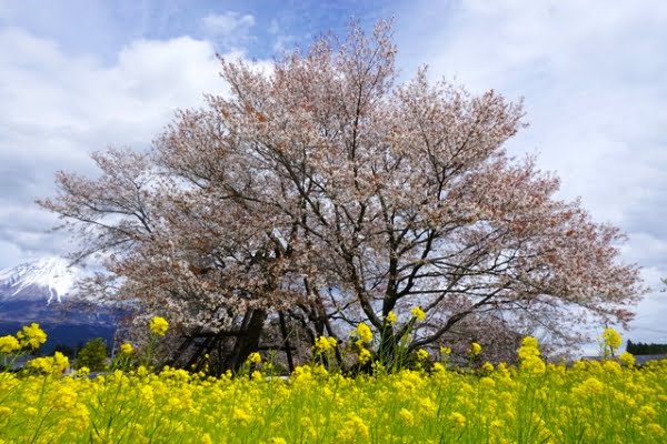 狩宿の下馬桜, 富士宮, 静岡