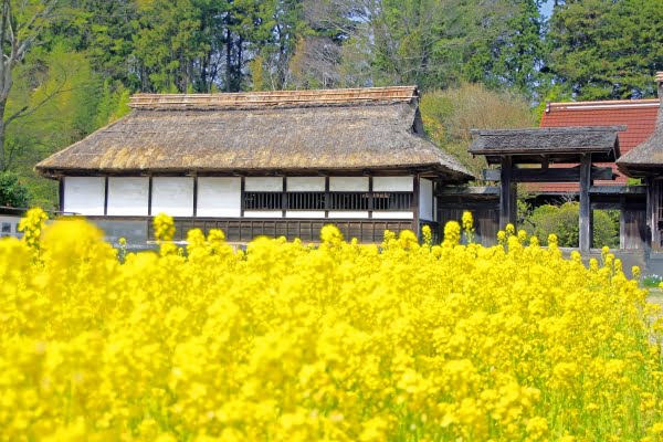 狩宿の下馬桜, 富士宮, 静岡