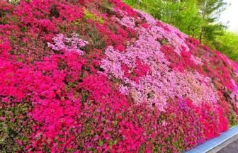 愛知・豊田市のつどいの丘のツツジの壁2026