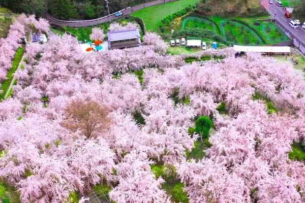 ゆうかの里, しだれ桜, 神山町, 徳島
