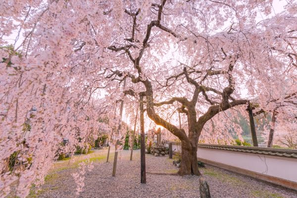 明王寺のしだれ桜, 神山町, 徳島