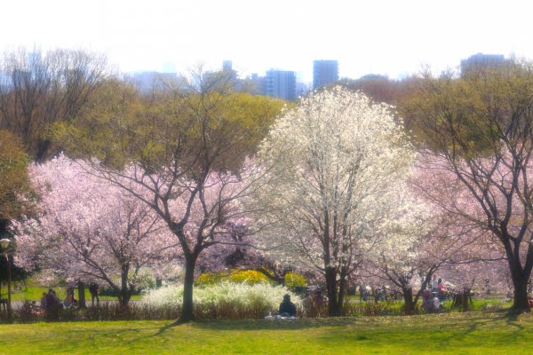 桜, 舎人公園, 足立区, 東京