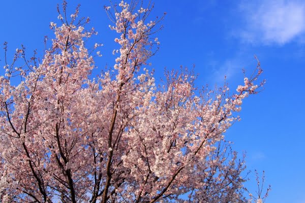 桜, 舎人公園, 足立区, 東京