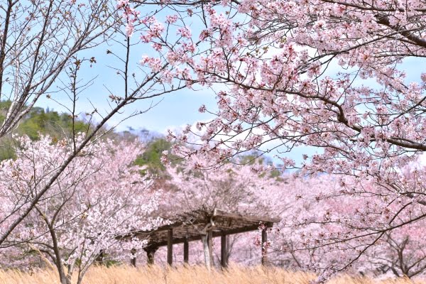 桜, 世羅甲山ふれあいの里, 世羅町, 広島