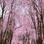 世羅甲山ふれあいの里｜2024年桜の見頃・開花状況・アクセス・駐車場は？しだれ桜の並木道