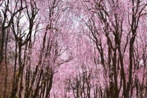 桜, 世羅甲山ふれあいの里, 世羅町, 広島