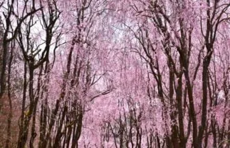 広島・世羅甲山ふれあいの里のしだれ桜2026