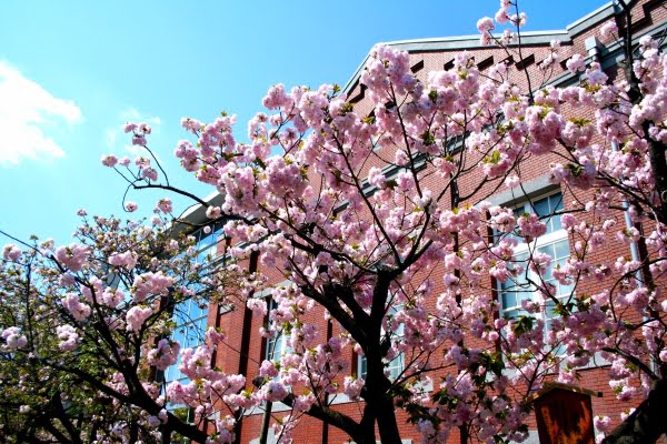 大阪造幣局, 桜の通り抜け