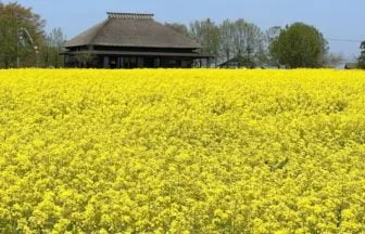 新潟・福島潟の菜の花2026