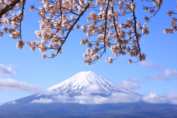 富士・河口湖さくら祭り, 富士河口湖町, 山梨, 桜, 富士山