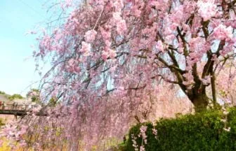 茨城・石岡市の常陸風土記の丘桜まつり2026