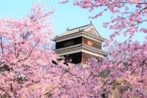 桜, 上田城, 長野