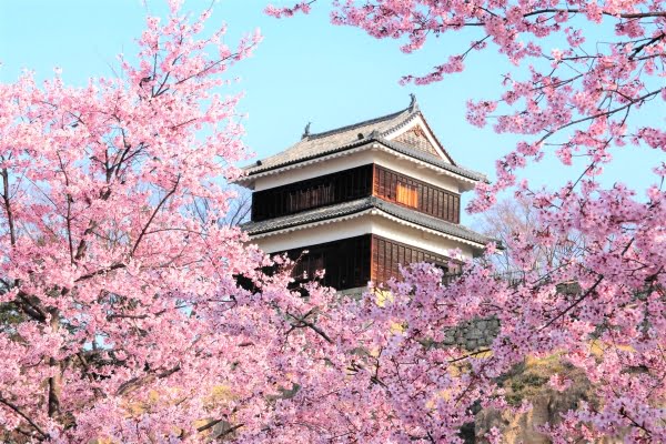 桜, 上田城, 長野