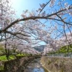 山中渓の桜, 阪南市, 大阪