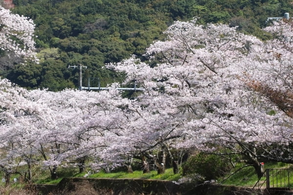山中渓の桜, 阪南市, 大阪