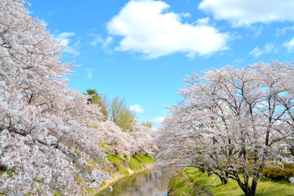 新境川堤の桜並木, 各務原市, 岐阜県