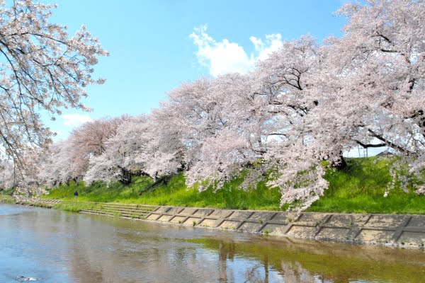 新境川堤の桜並木, 各務原市, 岐阜県