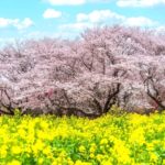 国営昭和記念公園「桜の園」｜2024年桜と菜の花の見頃・開花情報・料金・アクセス・駐車場は？